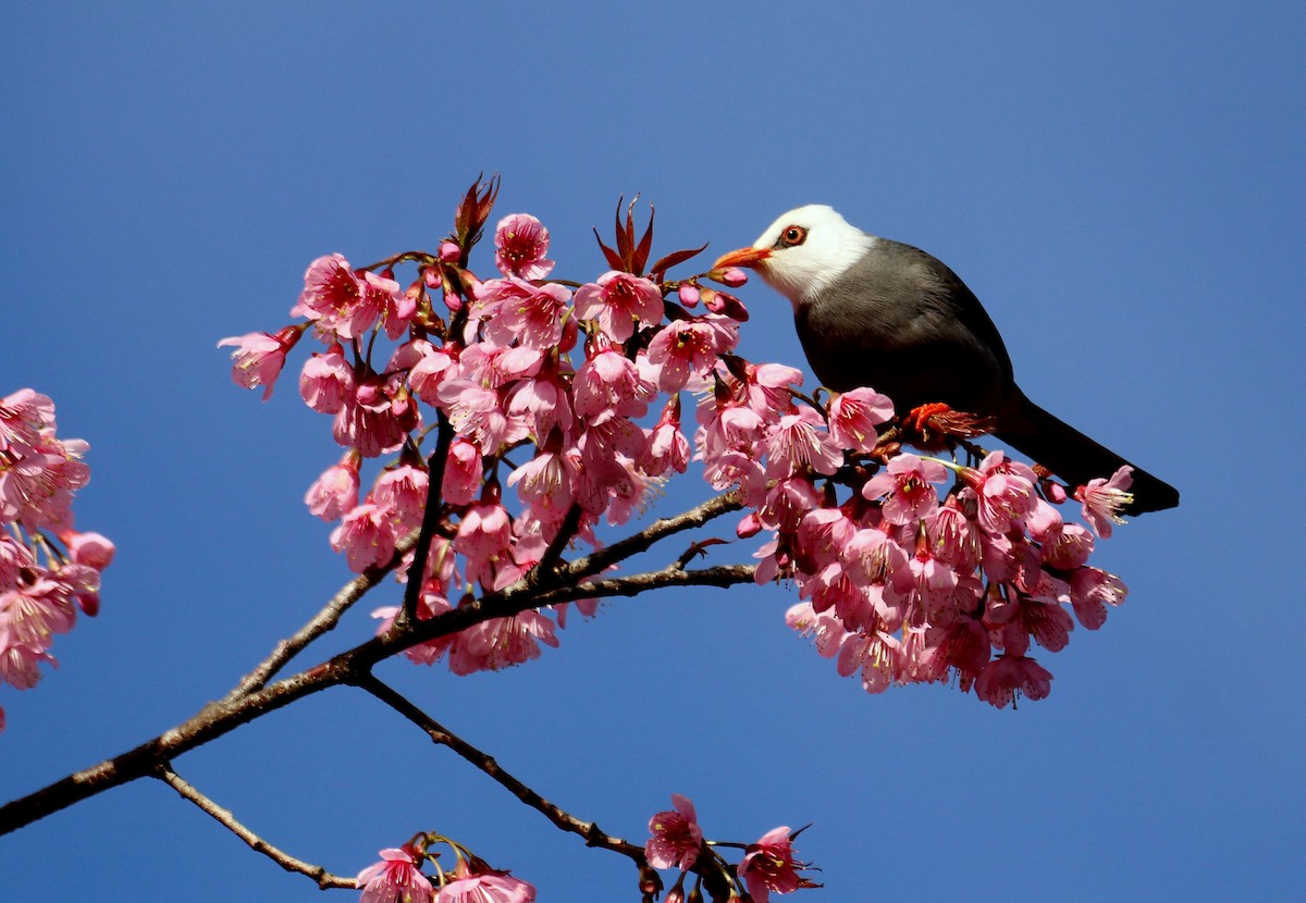 White-headed Bulbul - ML629901539