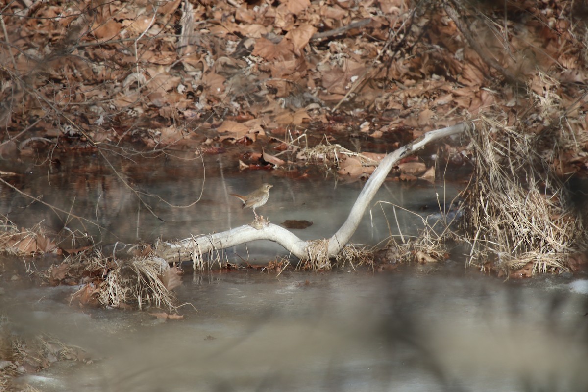 Einsiedler-Musendrossel - ML629901563