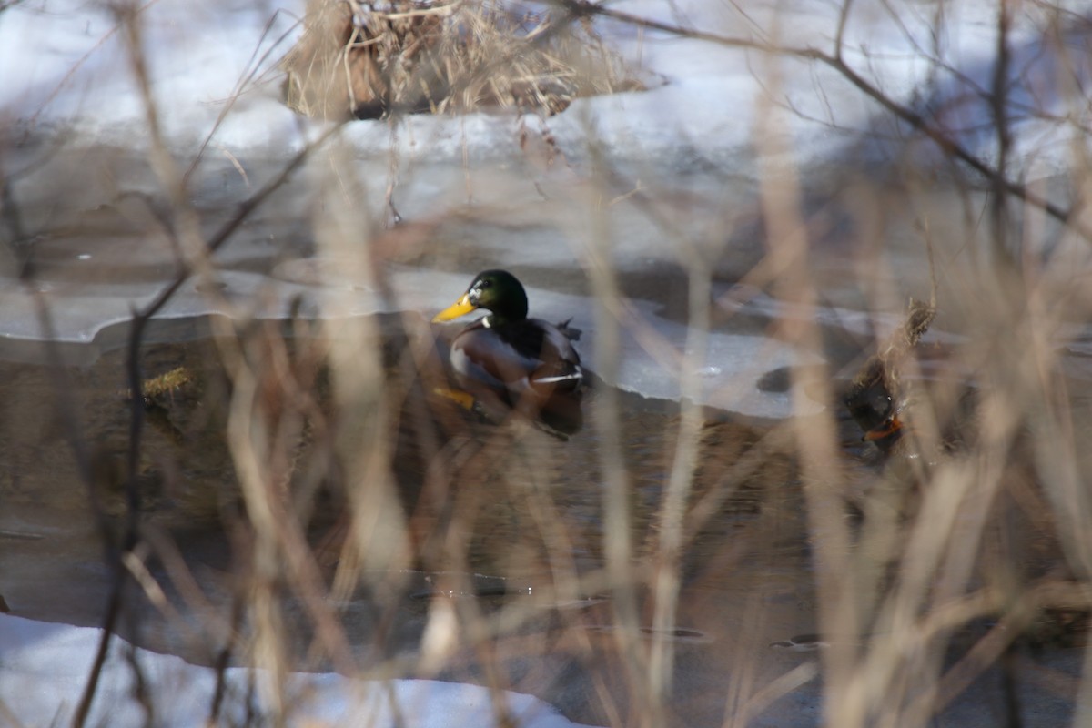 Stockente - ML629901590