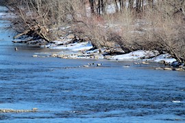 Gänsesäger - ML629901643