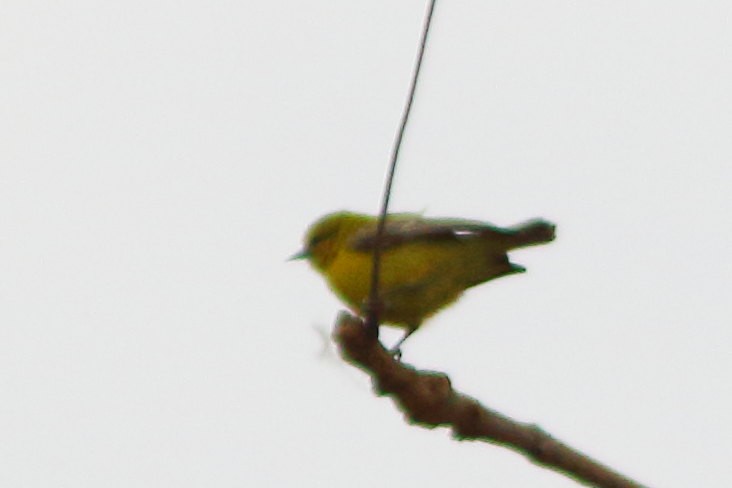 Yellow Penduline-Tit - ML629901718