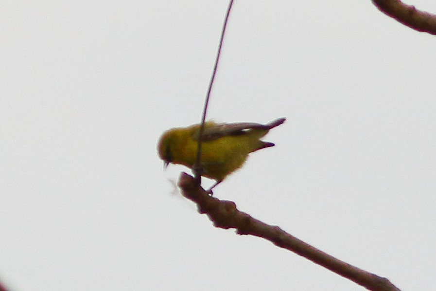 Yellow Penduline-Tit - ML629901722