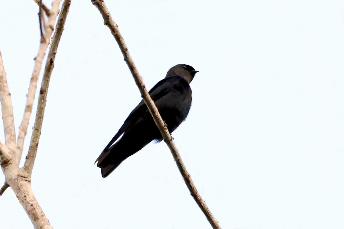 Square-tailed Sawwing - ML629901808