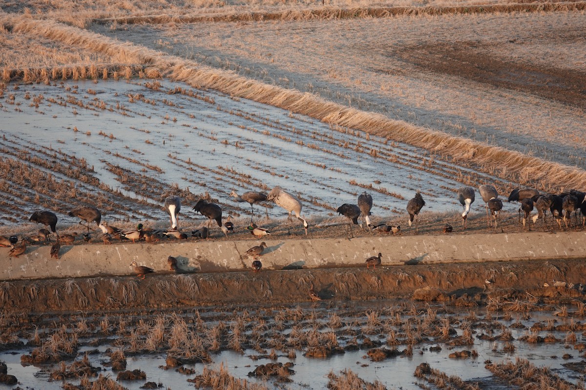 Common Crane - ML629901880