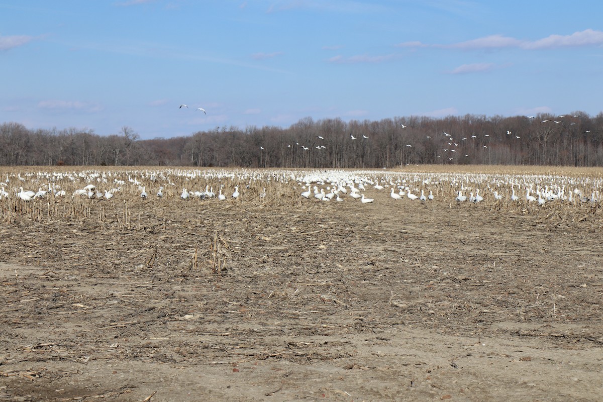 Schneegans - ML629901904