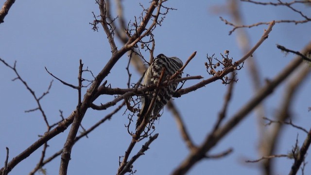Japanese Pygmy Woodpecker - ML629901936