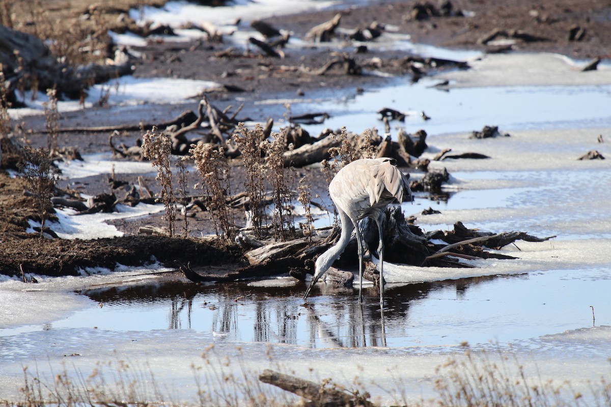 Kanadakranich - ML629901979