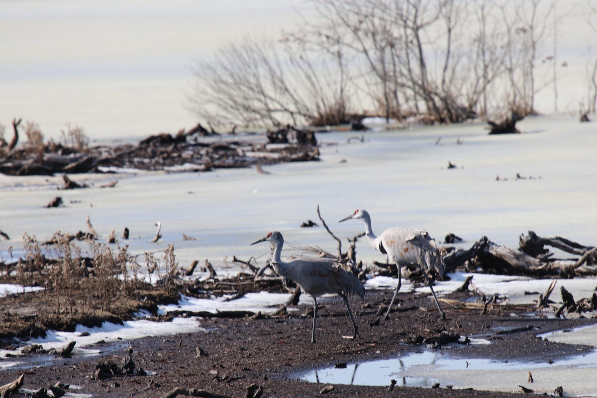 Kanadakranich - ML629902015