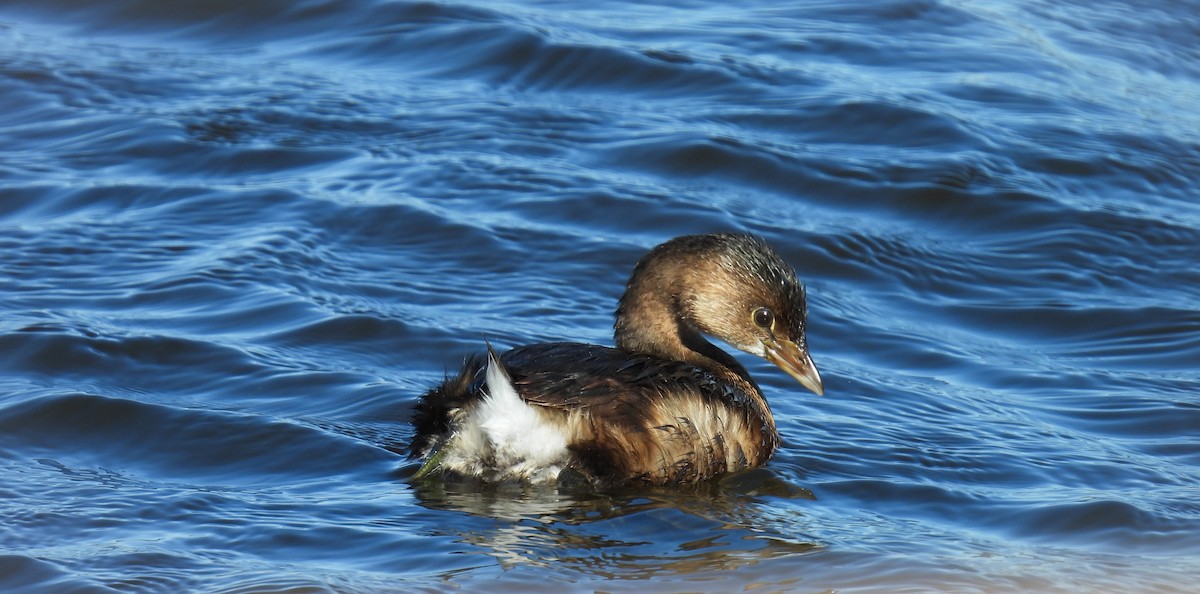 Pied-billed Grebe - ML629902057