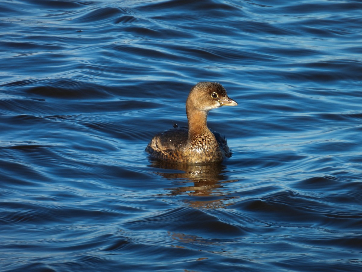 Pied-billed Grebe - ML629902061