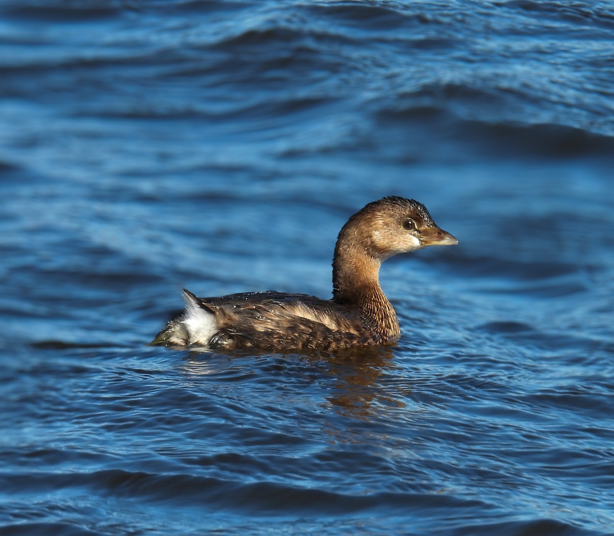 Pied-billed Grebe - ML629902064