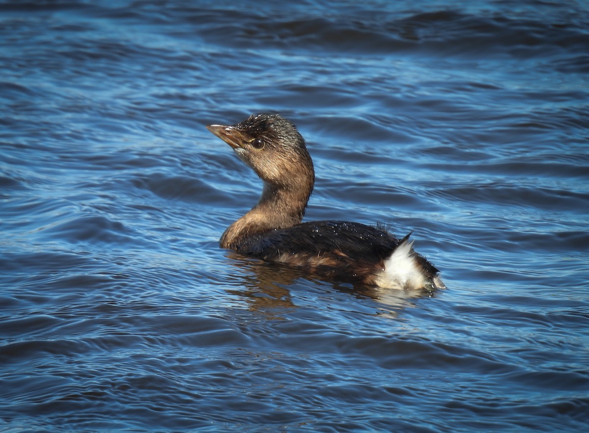 Pied-billed Grebe - ML629902080