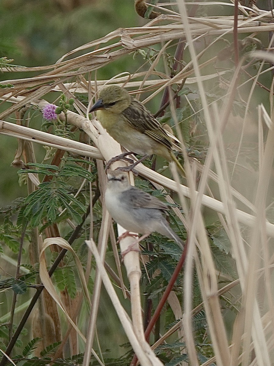 White-tailed Cisticola - ML629902126
