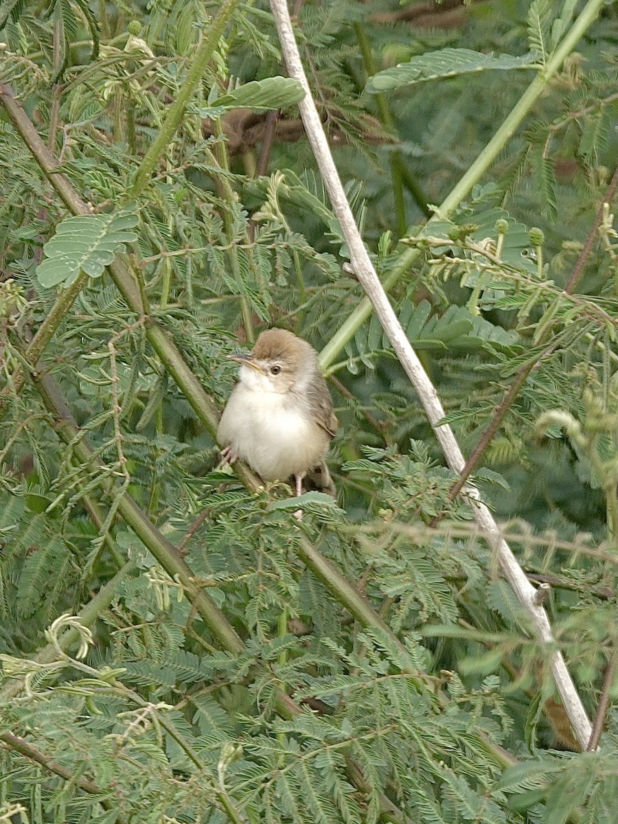 Kilombero Cisticola - ML629902135