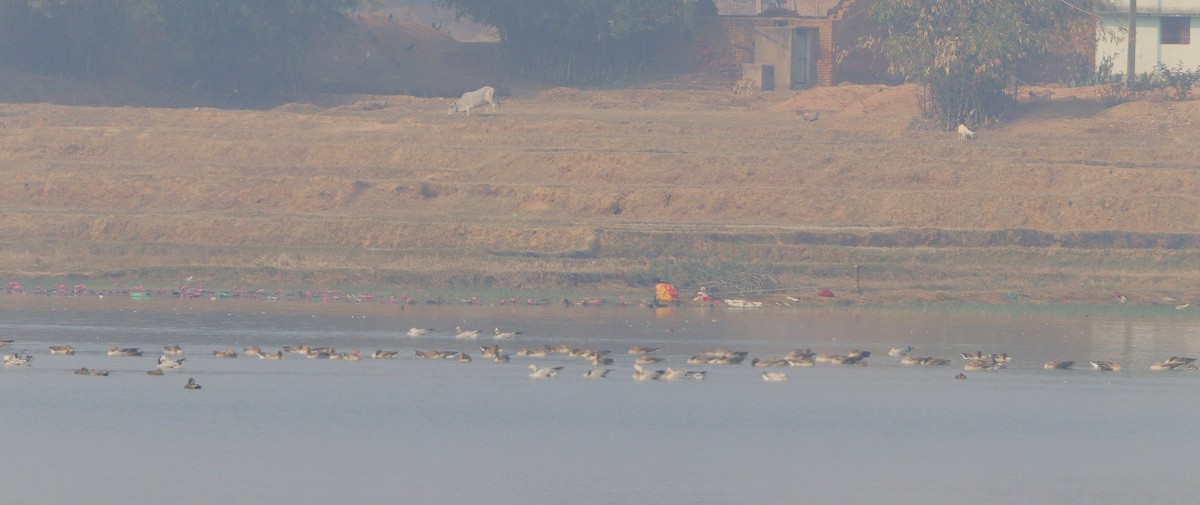 Graylag Goose - ML629902341