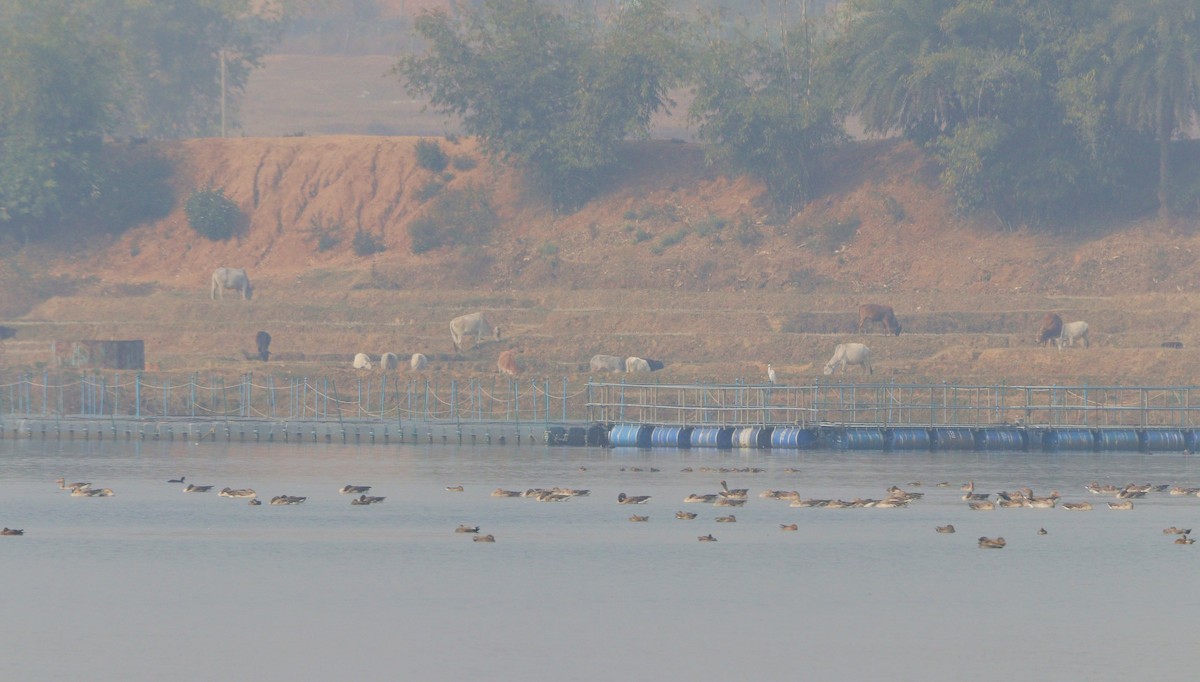 Graylag Goose - ML629902380