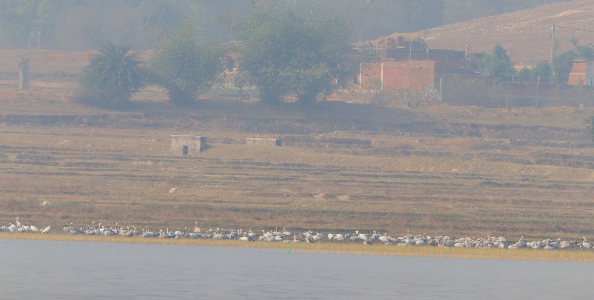 Bar-headed Goose - ML629902399