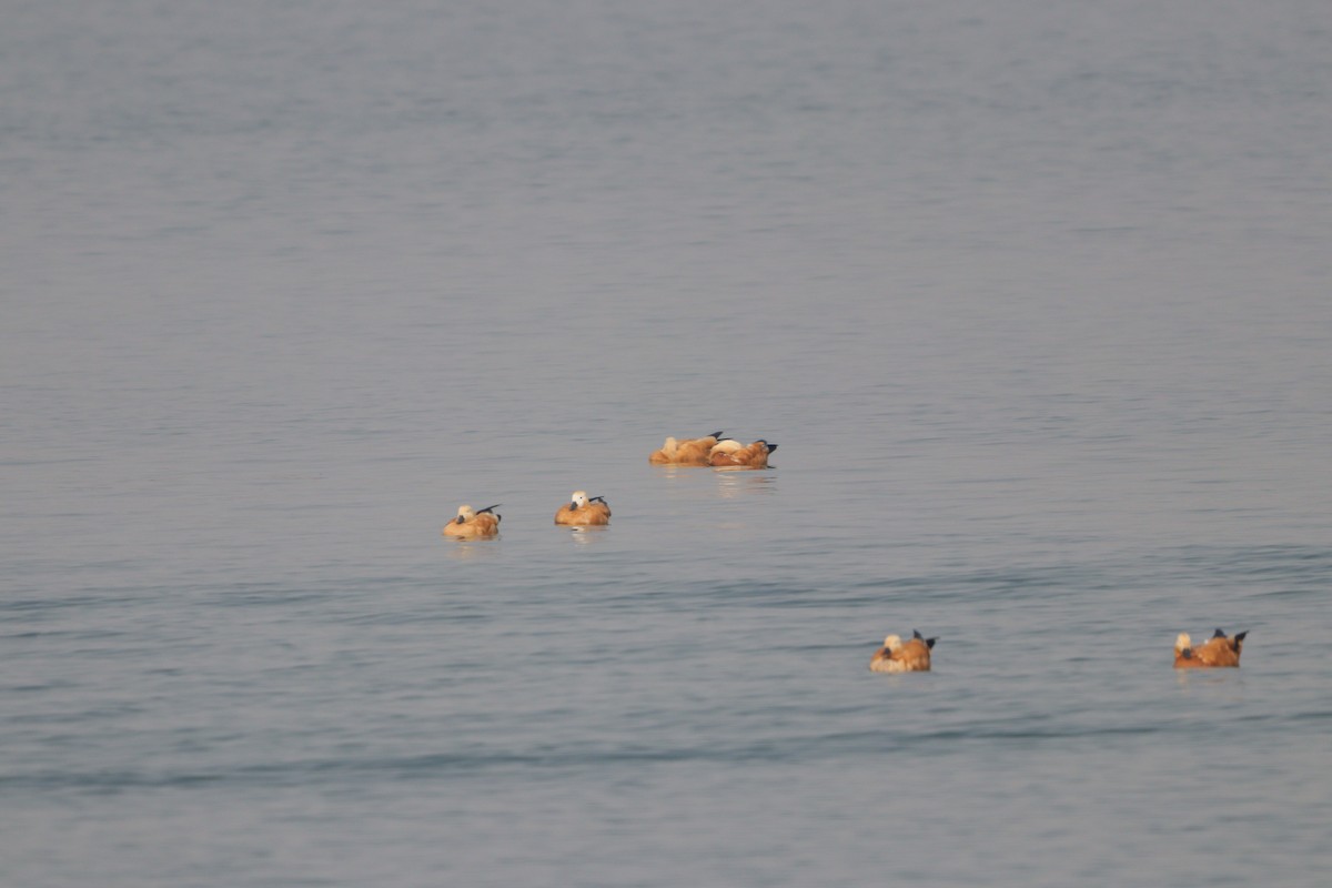 Ruddy Shelduck - ML629902440