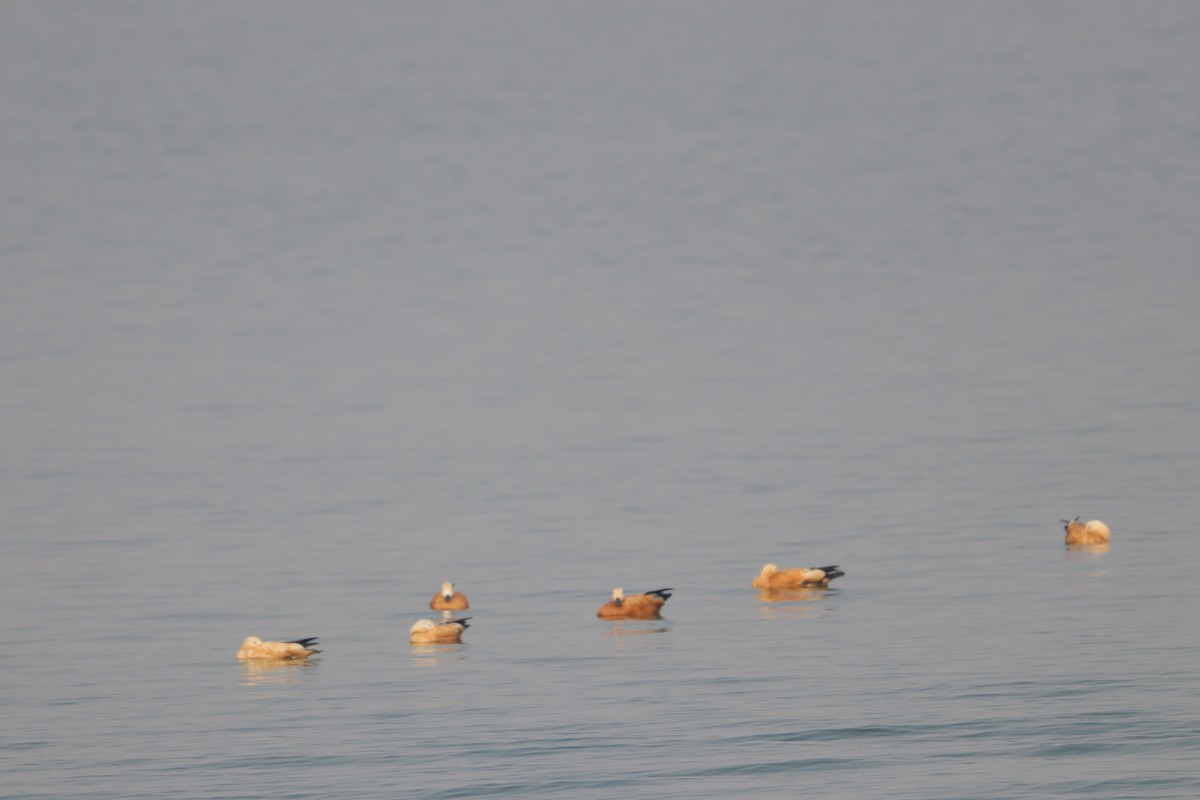 Ruddy Shelduck - ML629902441