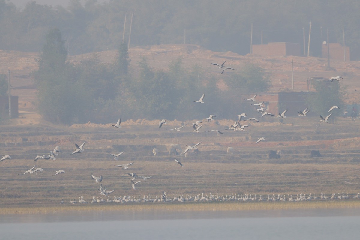 Bar-headed Goose - ML629902454