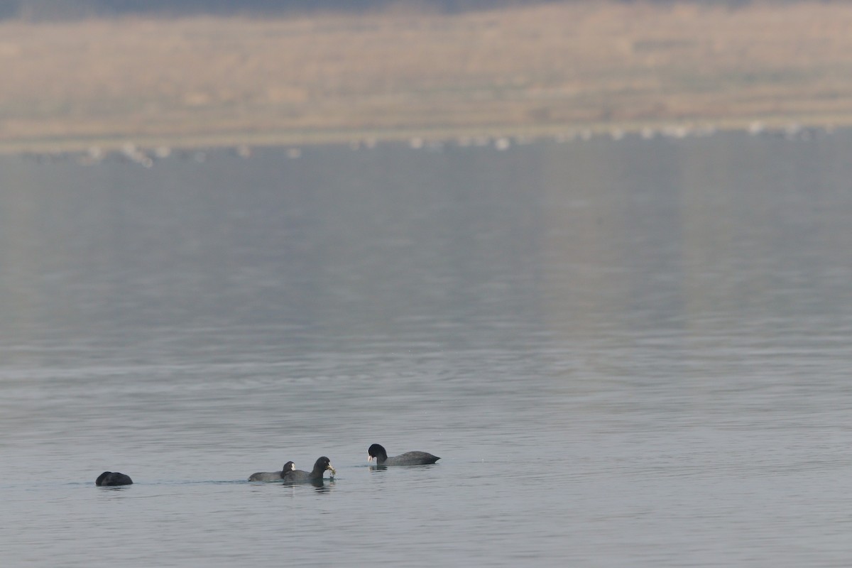 Eurasian Coot - ML629902475