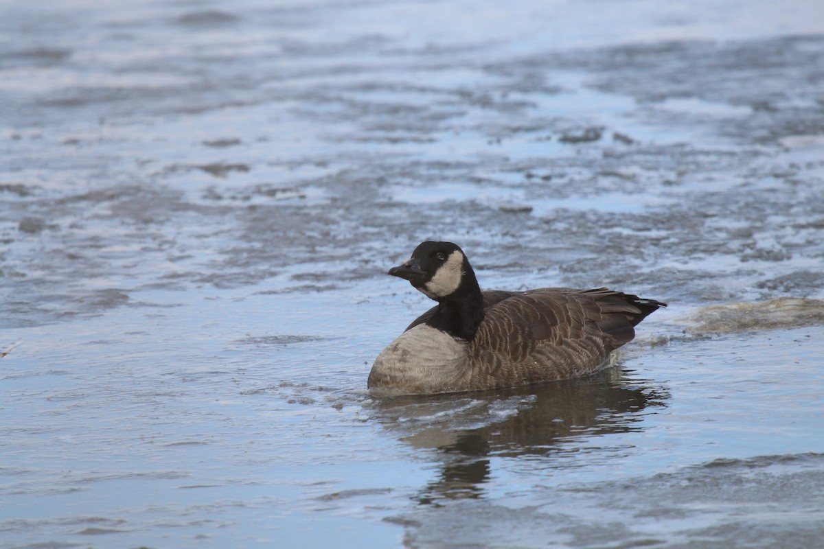 Kanadagans - ML629902479