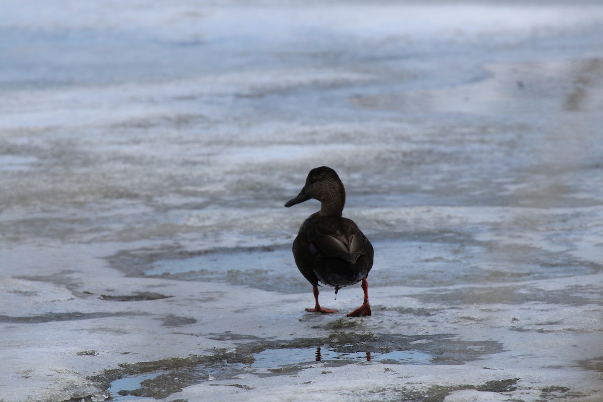 Dunkelente - ML629902486