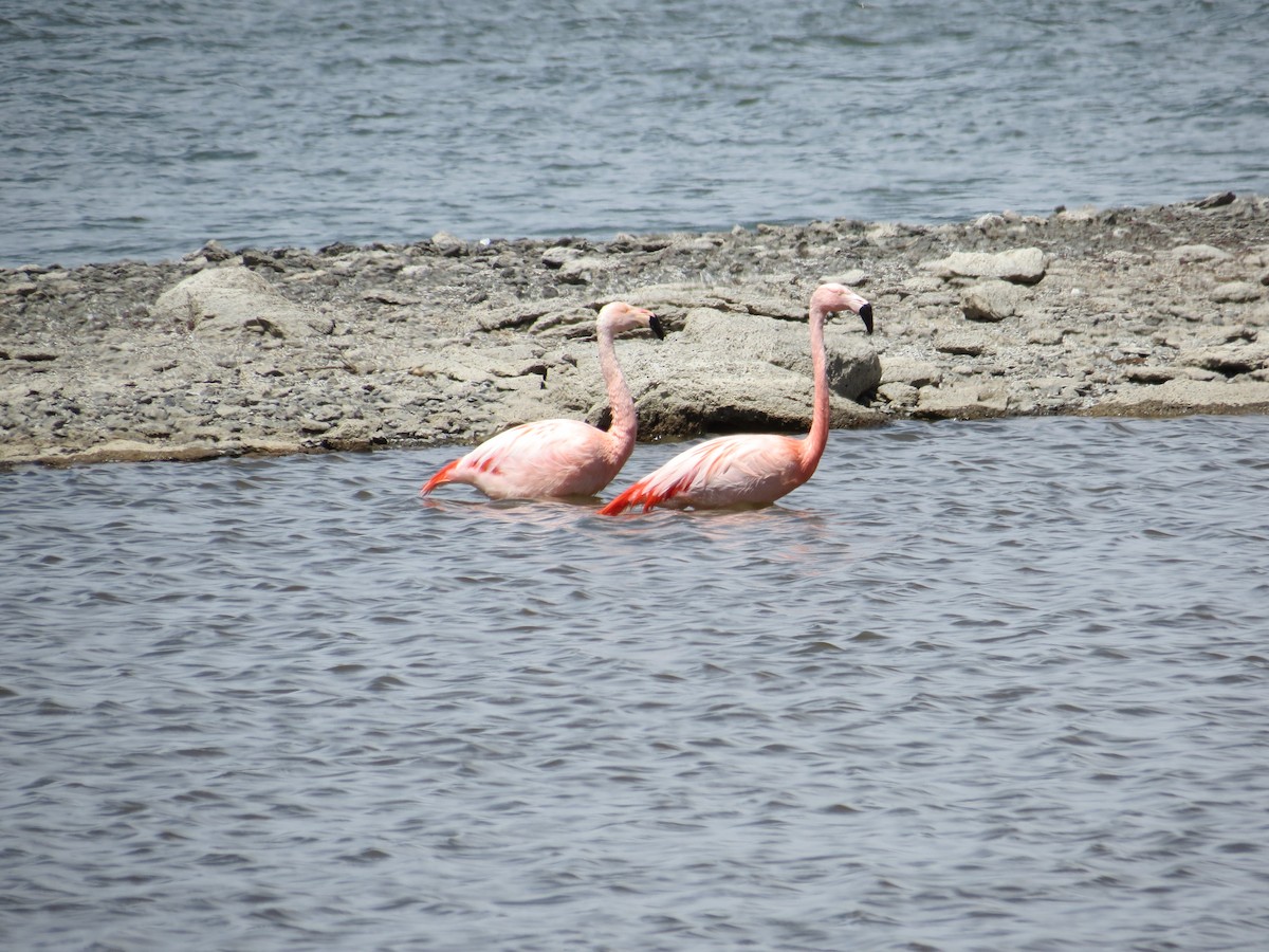 Chilean Flamingo - ML629902729