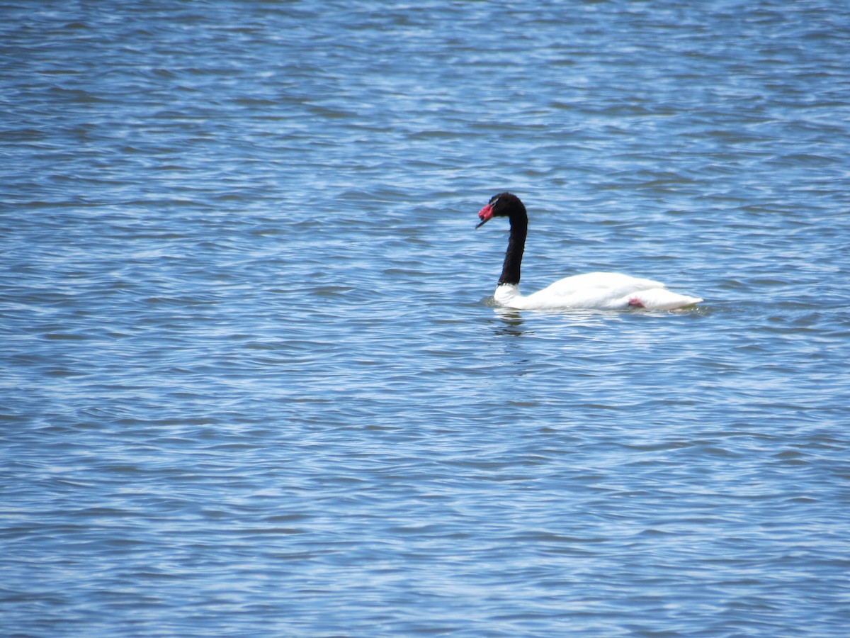 Black-necked Swan - ML629902733