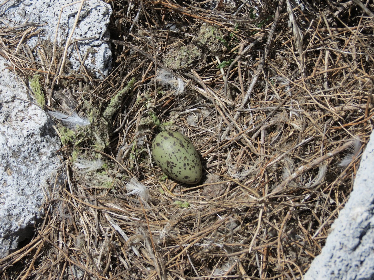 Kelp Gull - ML629902798