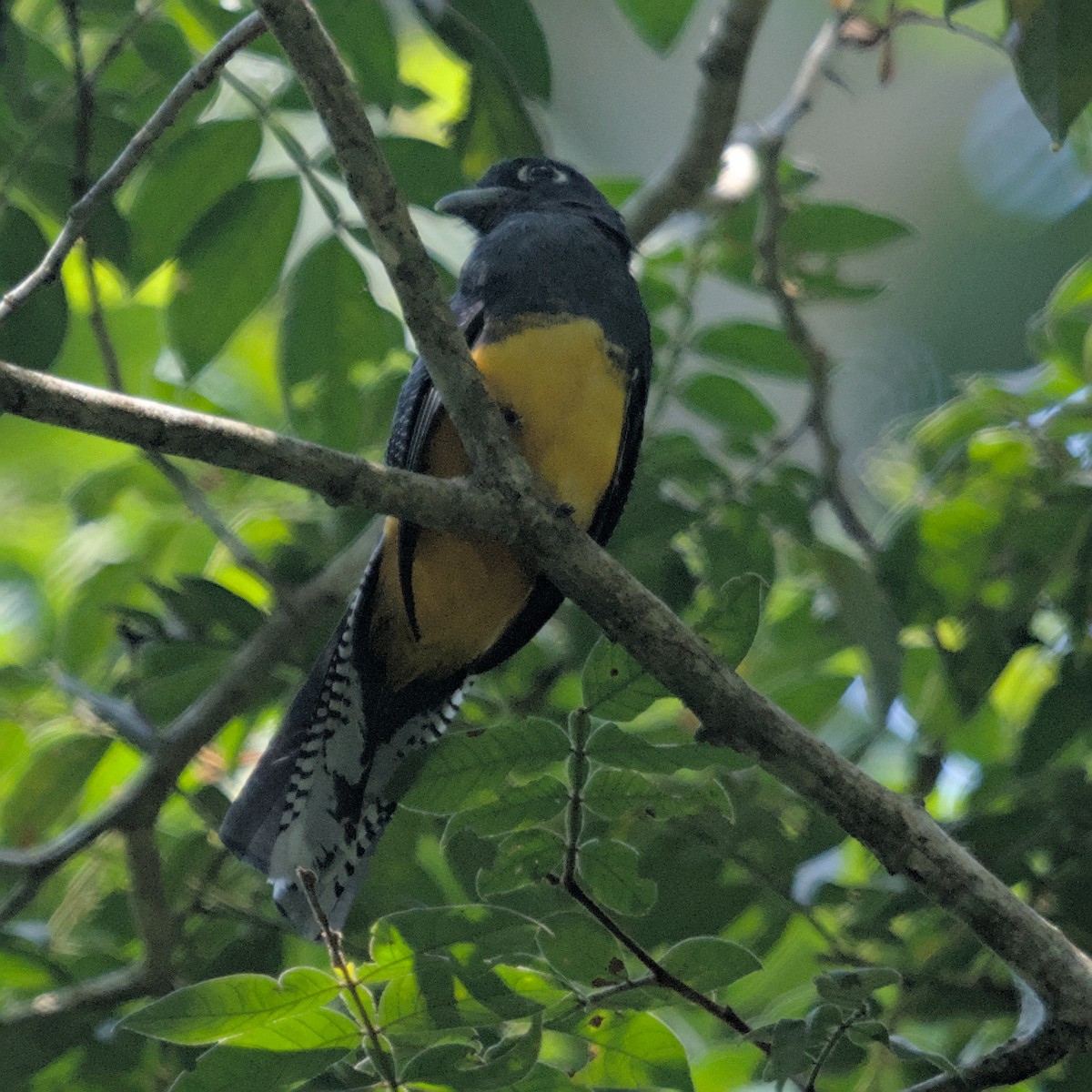 amazontrogon - ML629902845