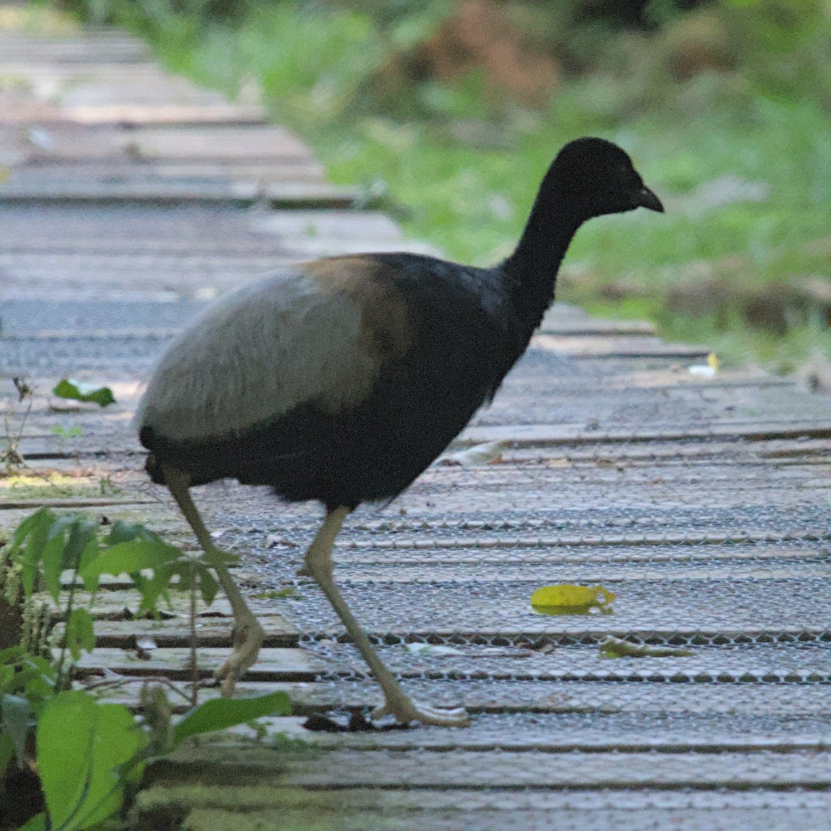 ラッパチョウ（napensis） - ML629902850