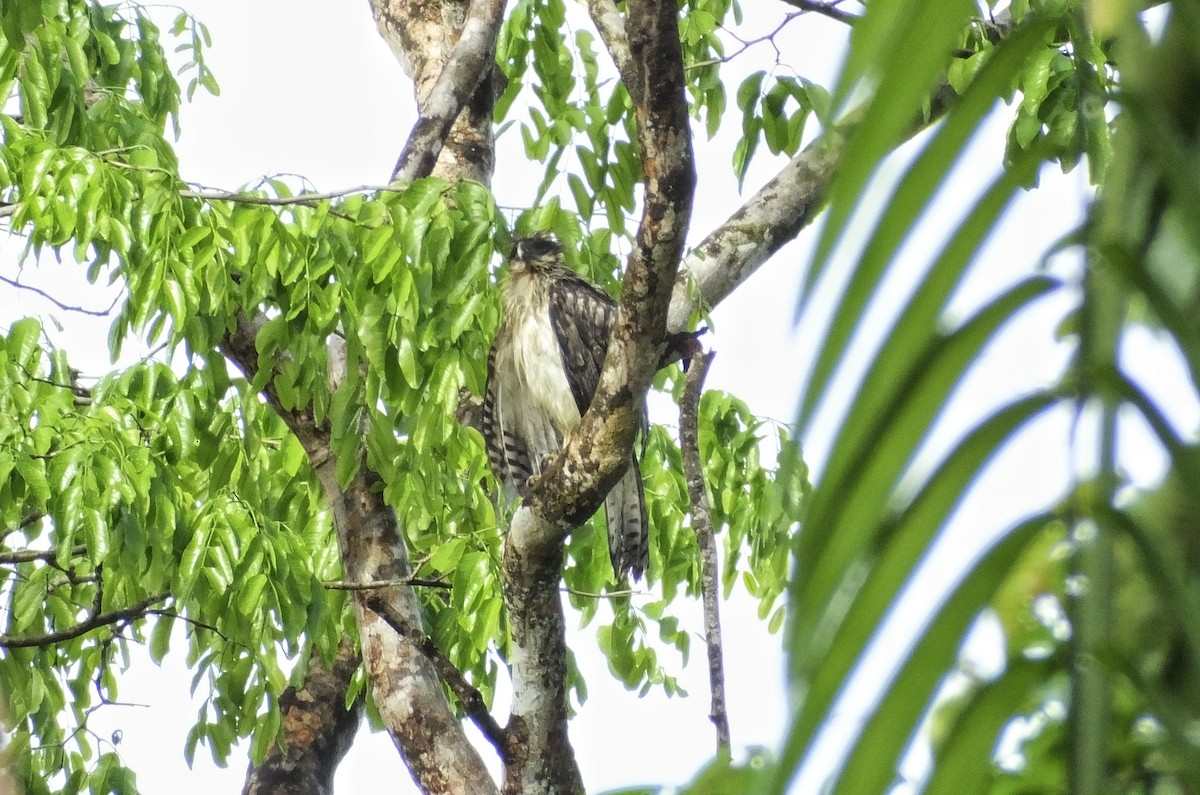 New Guinea Eagle - ML629902929