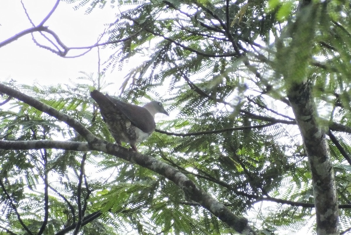 Zoe's Imperial-Pigeon - ML629902932