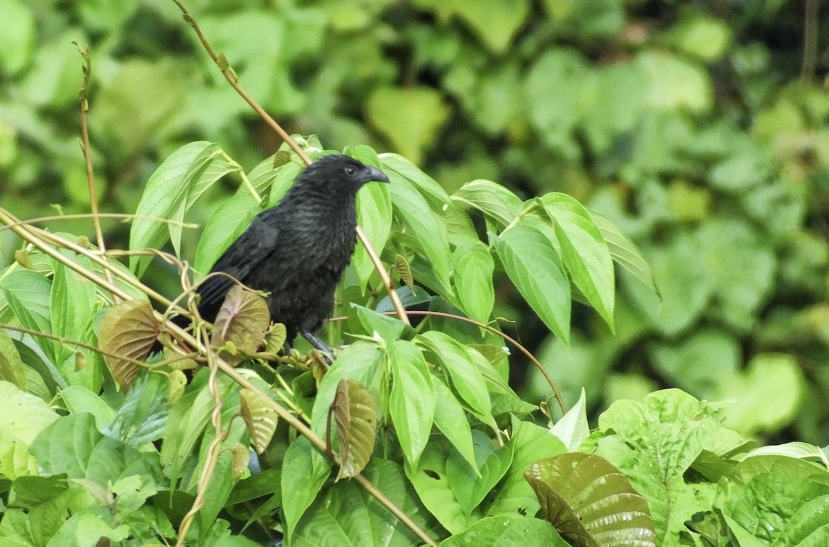 Lesser Black Coucal - ML629902936