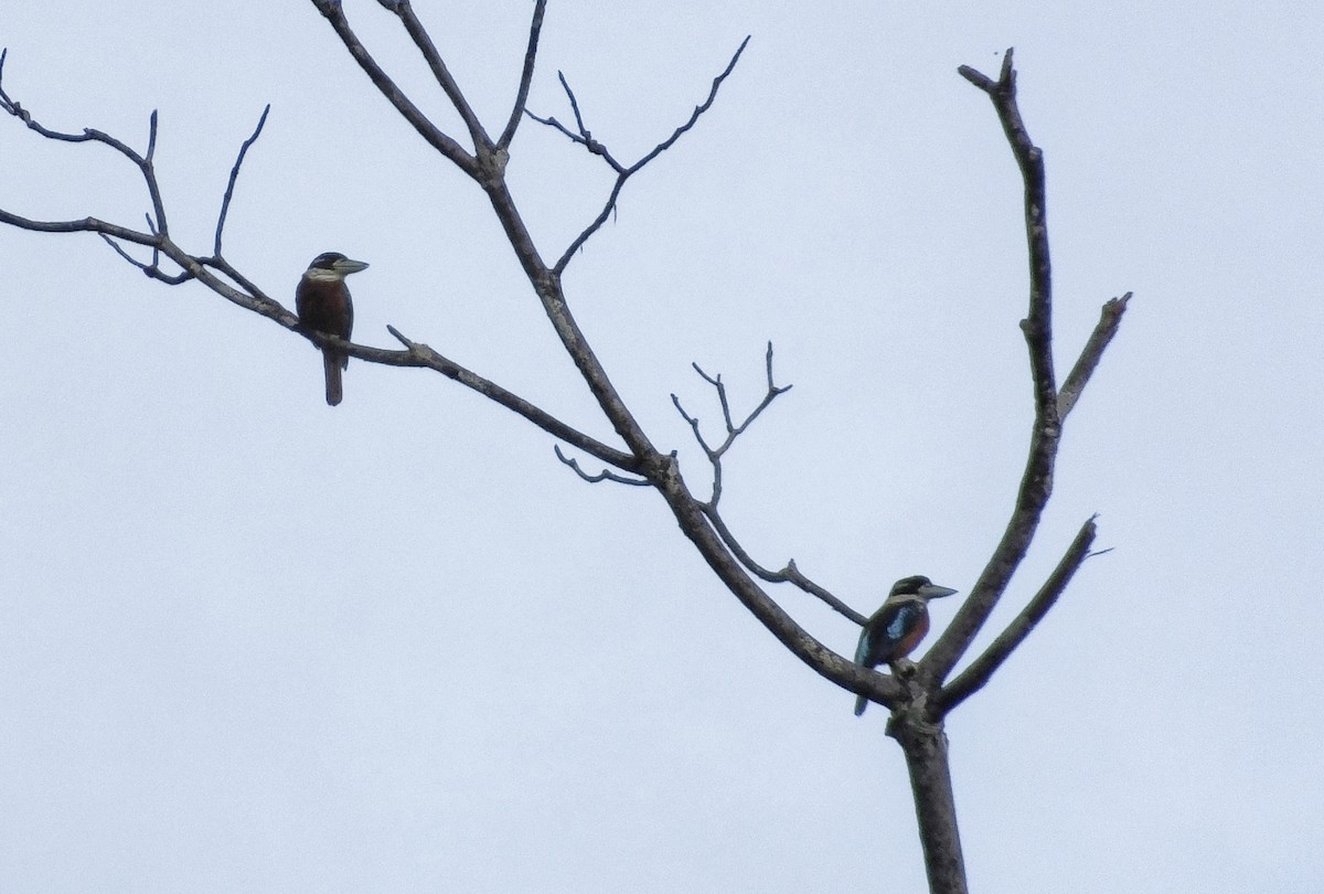 Rufous-bellied Kookaburra - ML629902959