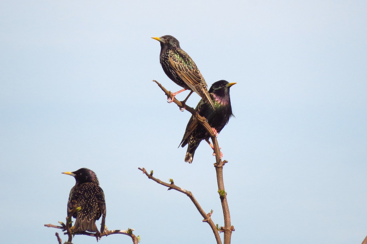 European Starling - ML629903285
