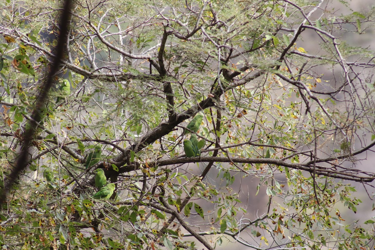 Mexican Parrotlet - ML629903416