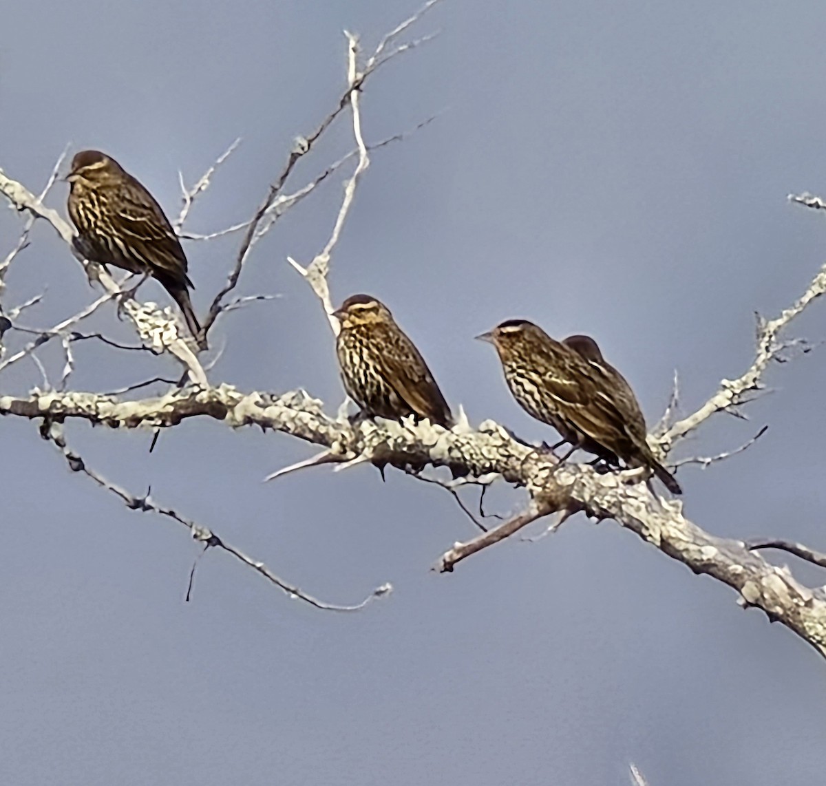 Al Kanatlı Karatavuk - ML629903482