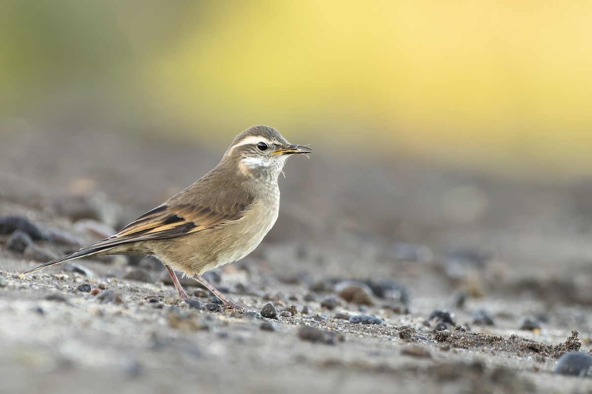 Buff-winged Cinclodes - ML629903483
