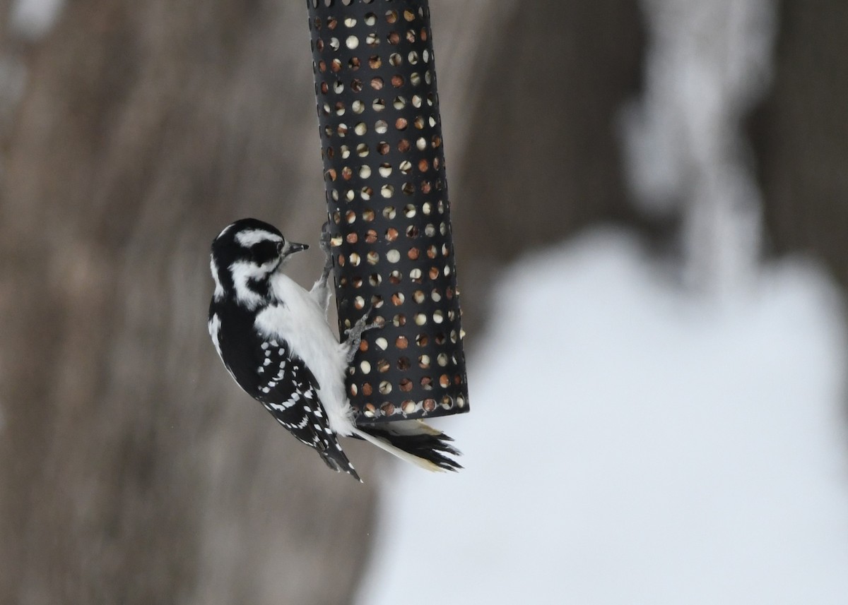 Hairy Woodpecker - ML629903642