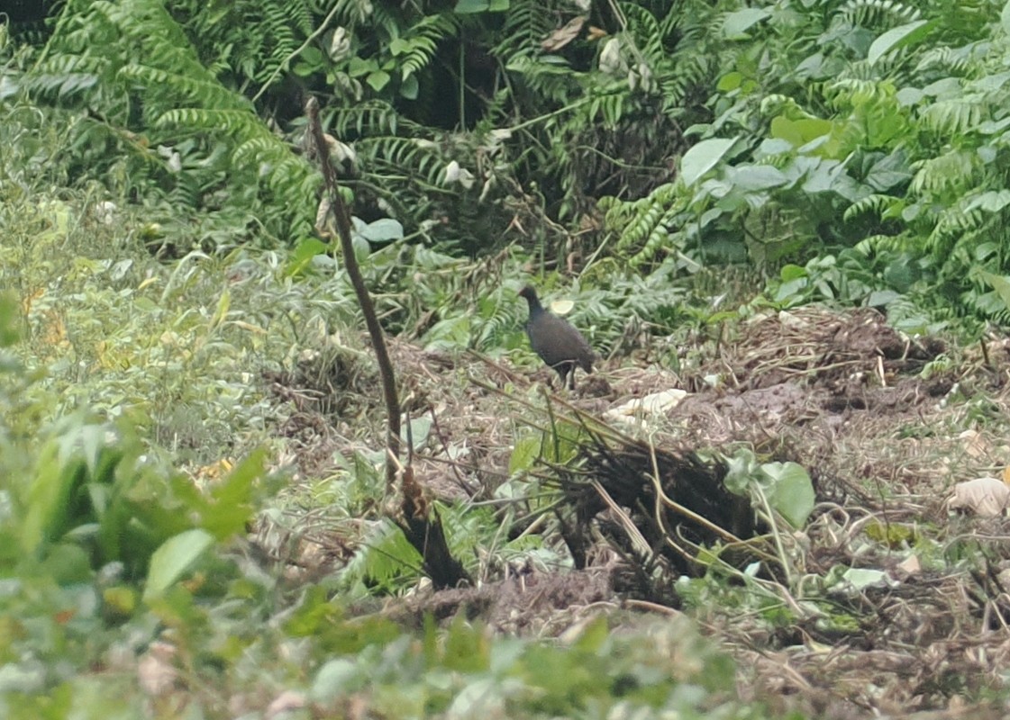 Mégapode mélanésien - ML629903698