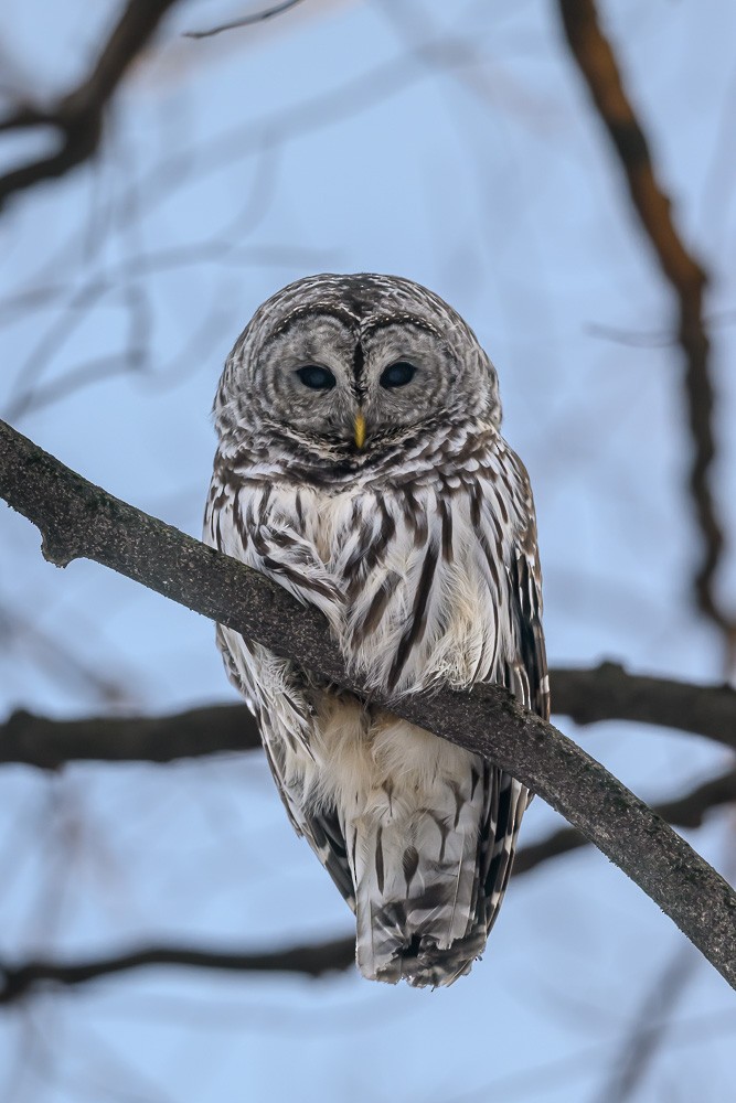 Barred Owl - ML629903833