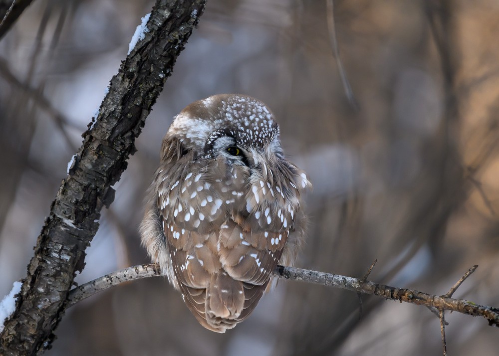 Boreal Owl - ML629903855