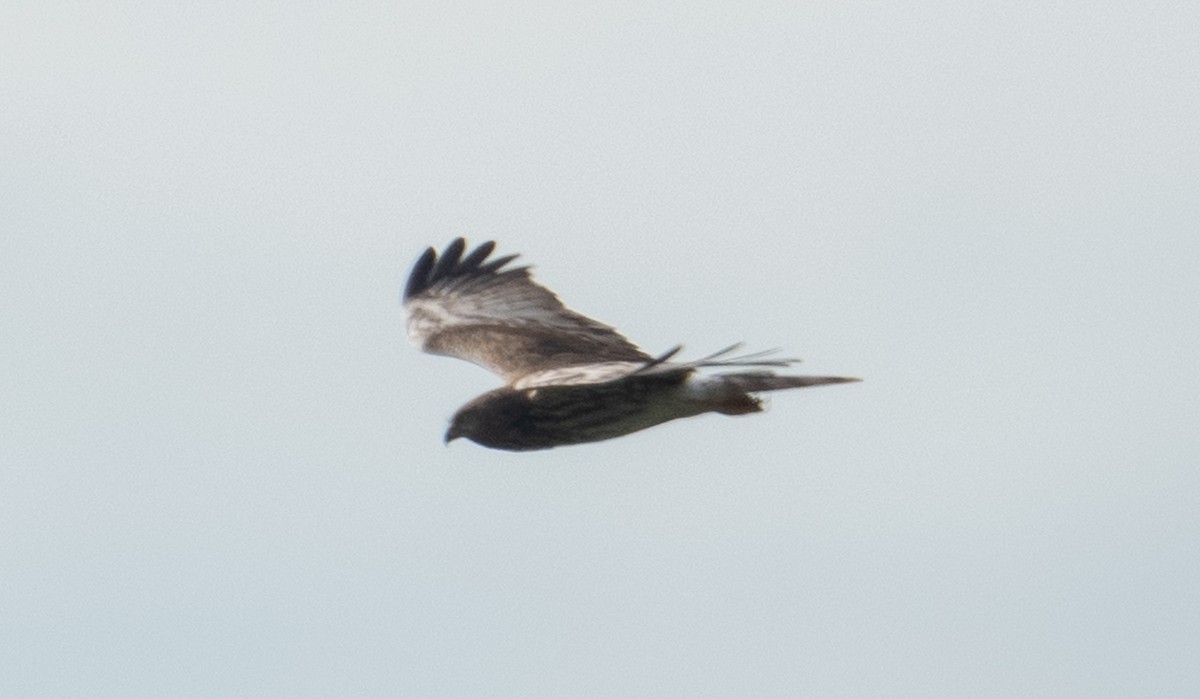 Pied Harrier - ML629904168