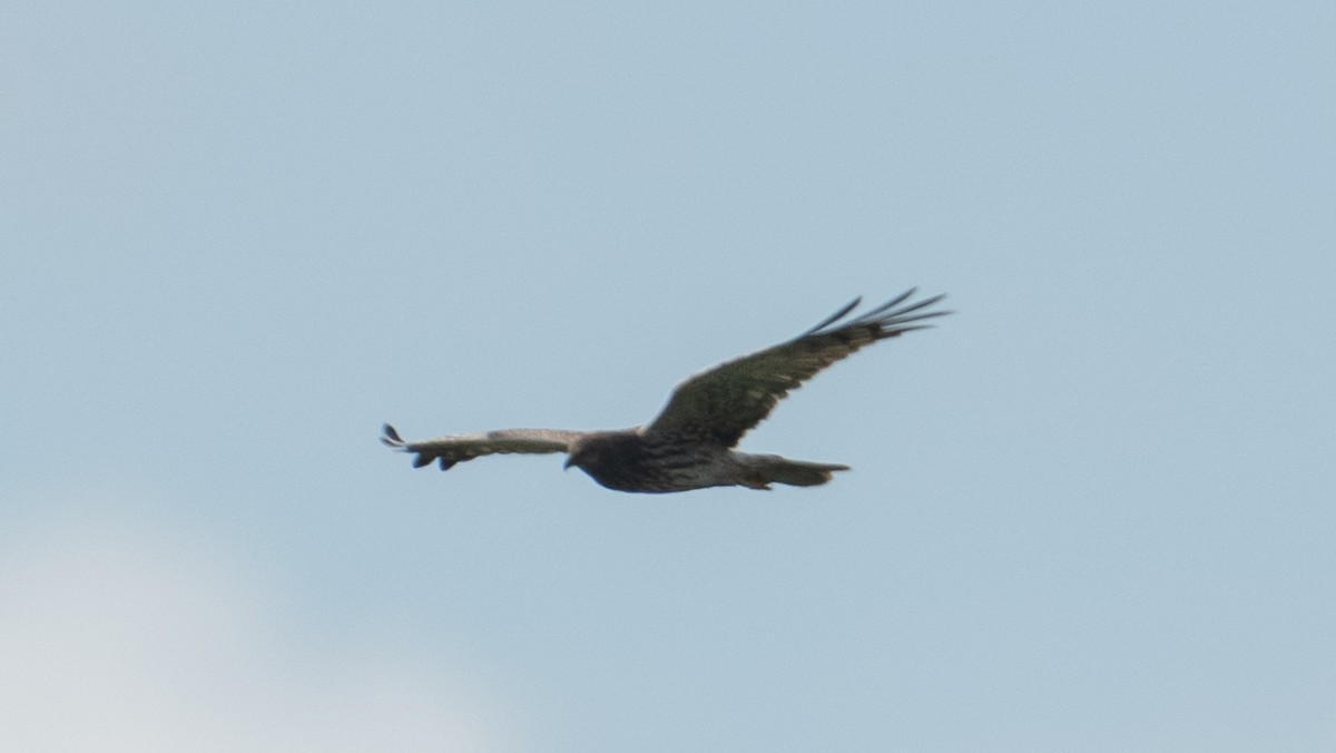 Pied Harrier - ML629904169