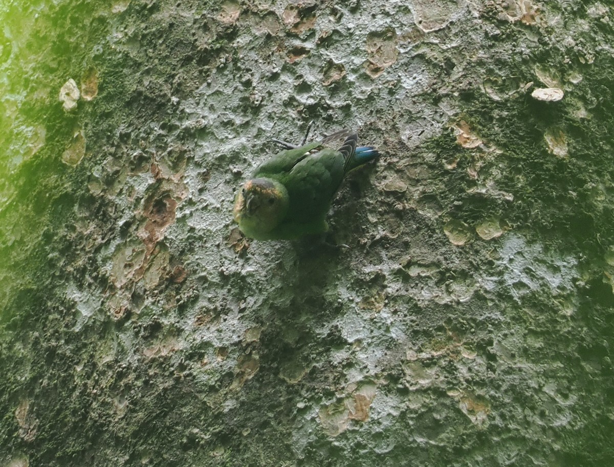 Buff-faced Pygmy-Parrot - ML629904241