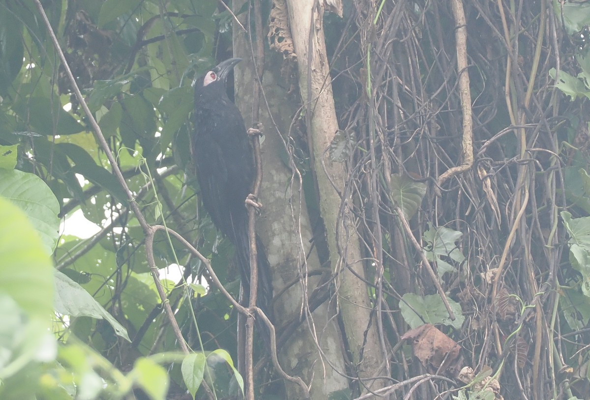 Violaceous Coucal - ML629904276