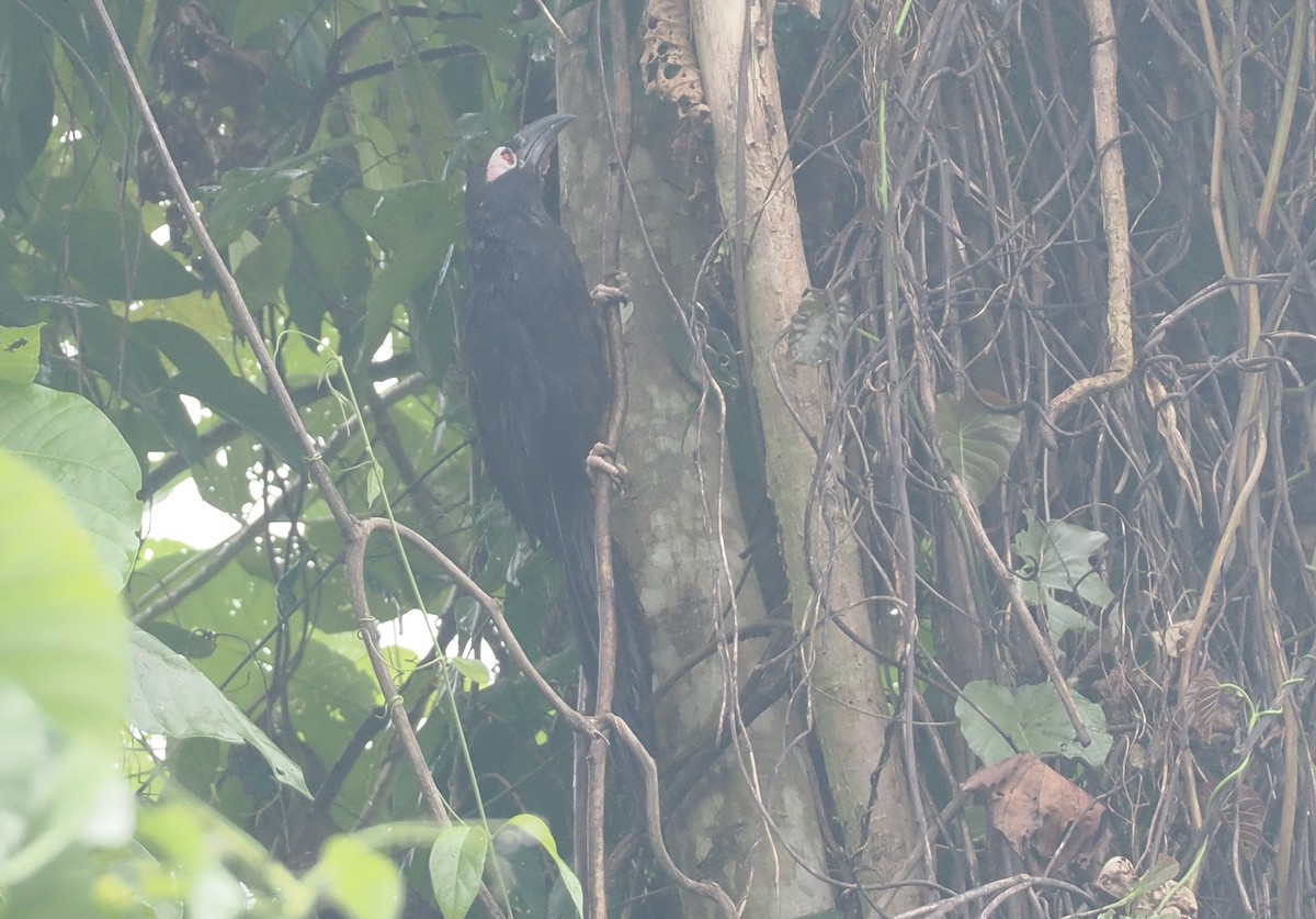 Violaceous Coucal - ML629904279