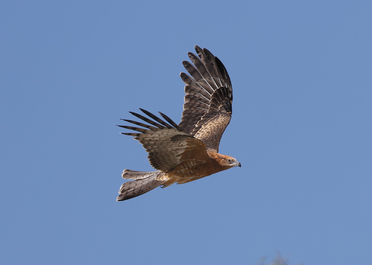 Square-tailed Kite - ML629904473